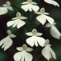 Habenaria plantaginea Lindl.
